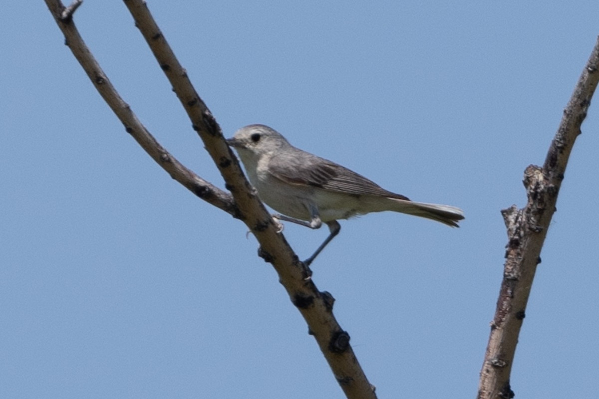 Lucy's Warbler - ML348064601