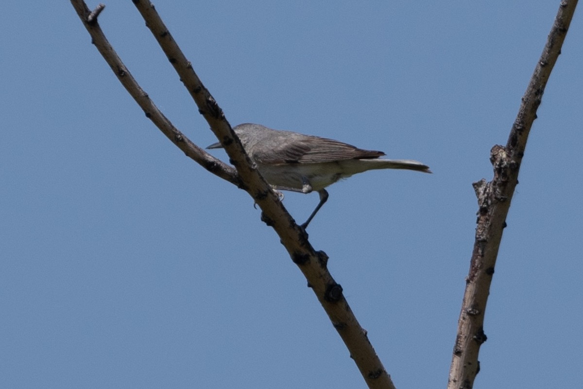 Lucy's Warbler - ML348064651