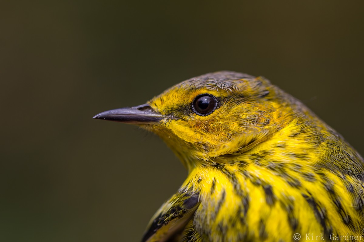 Cape May Warbler - ML34806481