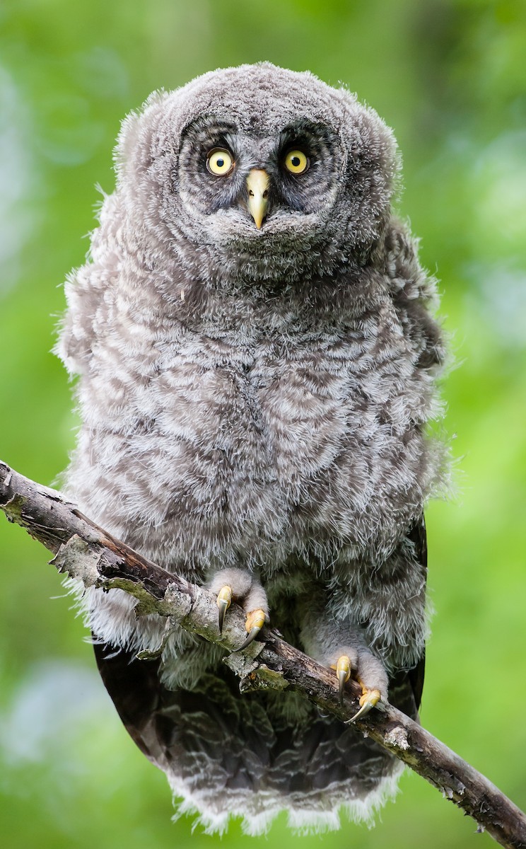 Great Gray Owl - ML348066331