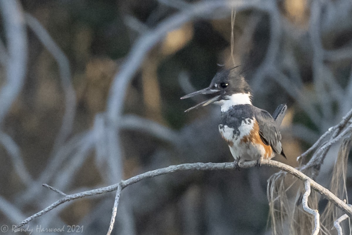 Belted Kingfisher - ML348068481