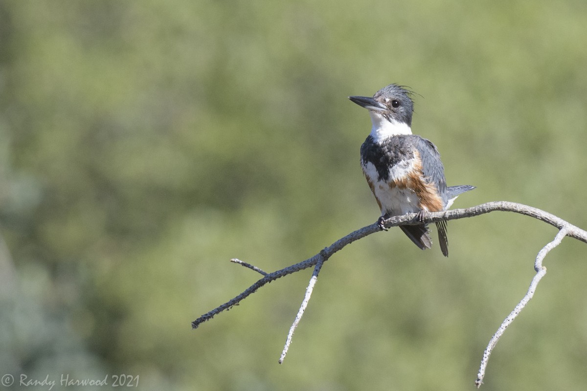 Belted Kingfisher - ML348068491