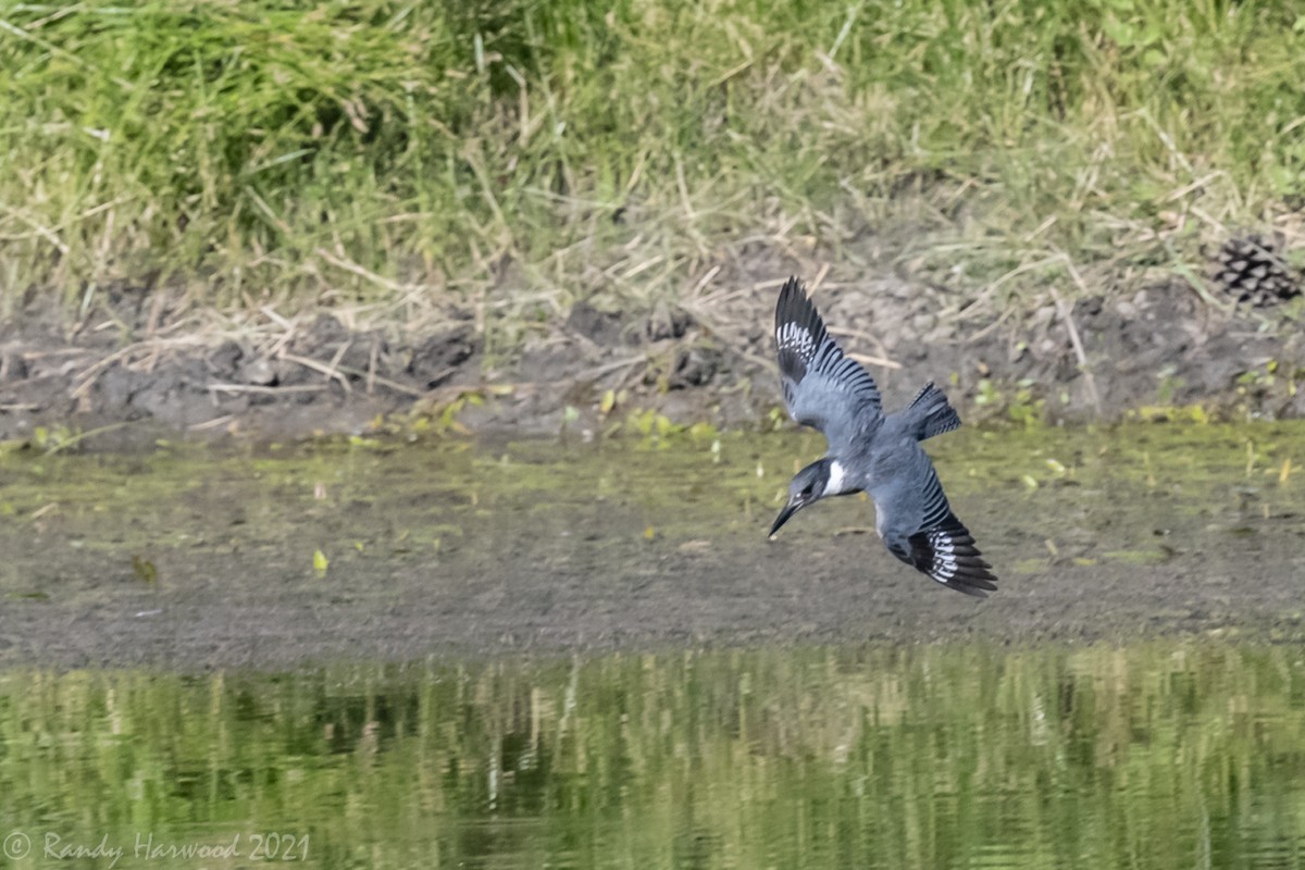 Belted Kingfisher - ML348068501