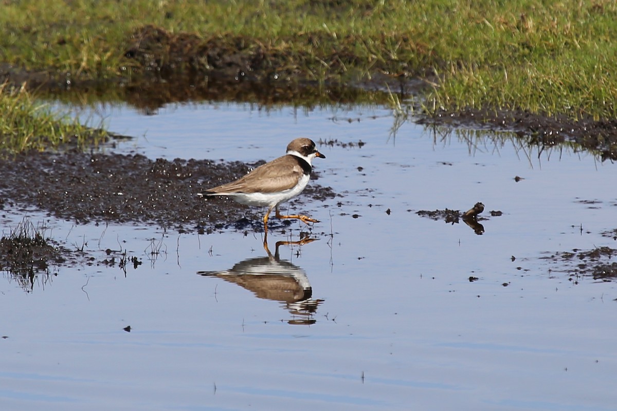 Semipalmated Plover - ML348079611