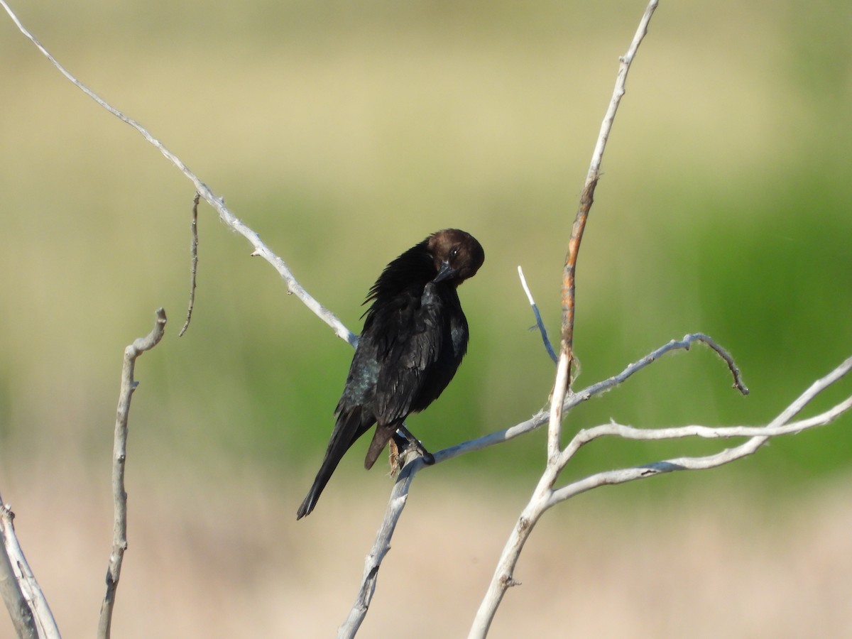 Brown-headed Cowbird - Jeff Percell