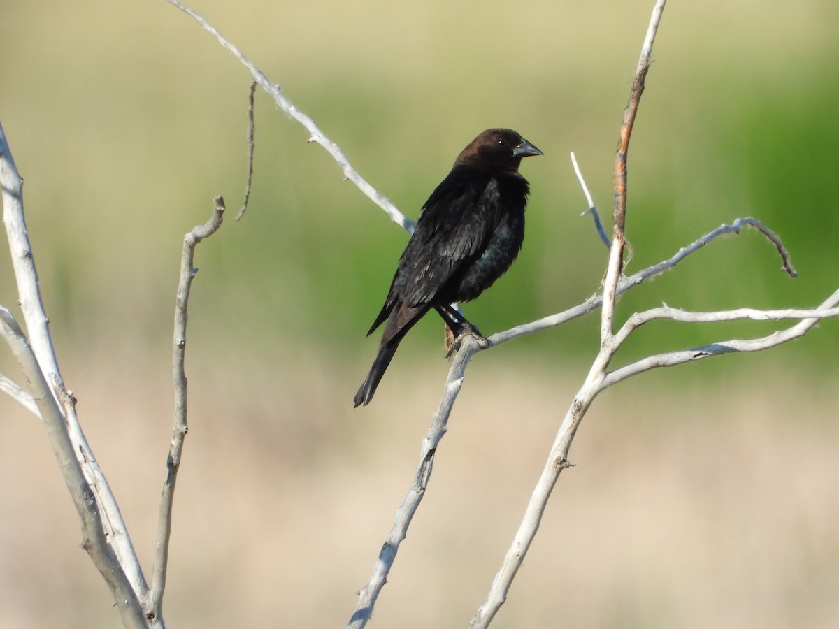 Brown-headed Cowbird - Jeff Percell