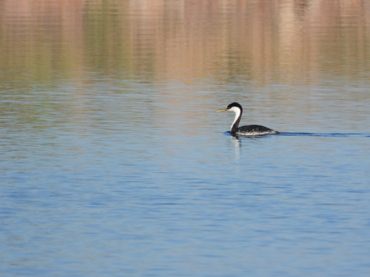 Western Grebe - Jeff Percell