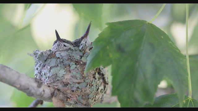 Ruby-throated Hummingbird - ML348103571