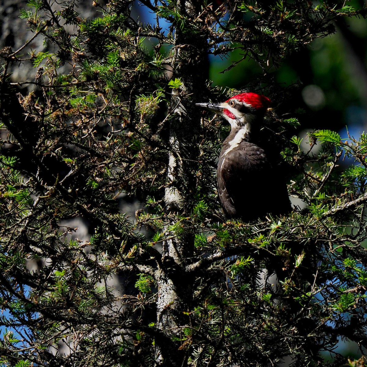 Pileated Woodpecker - Bruce Gates