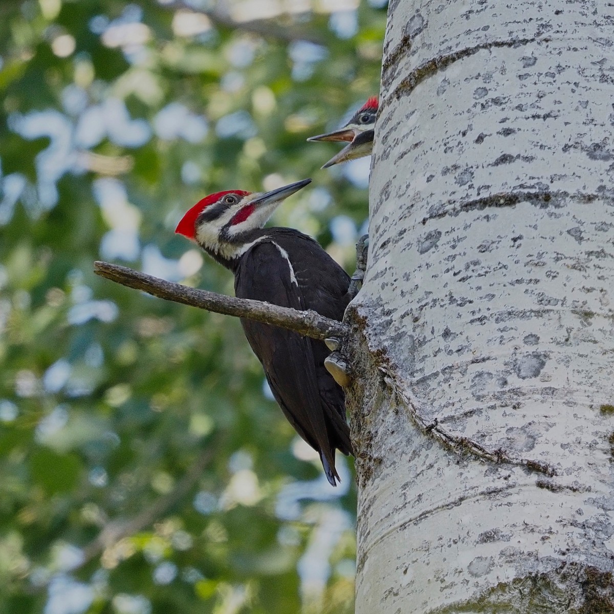 Pileated Woodpecker - ML348105801