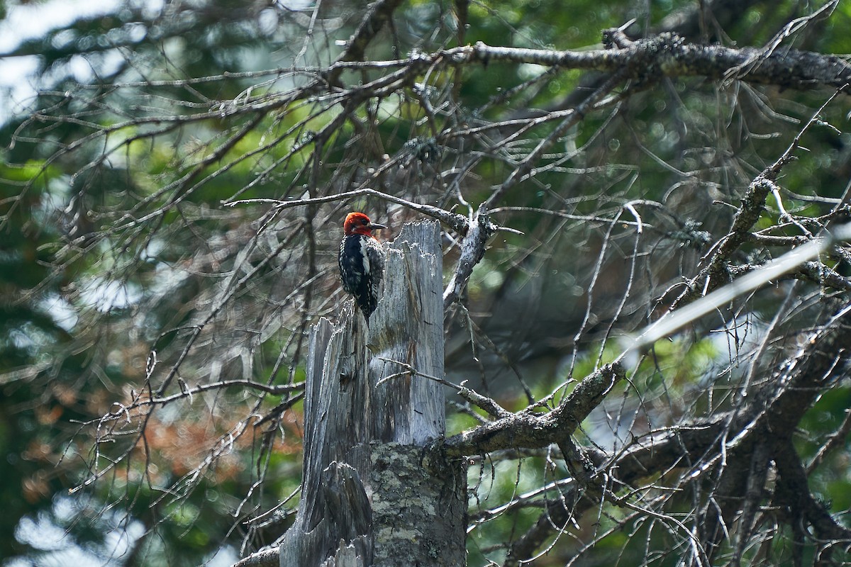 Red-breasted Sapsucker - ML348107501
