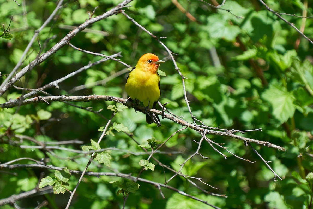 Western Tanager - ML348108631
