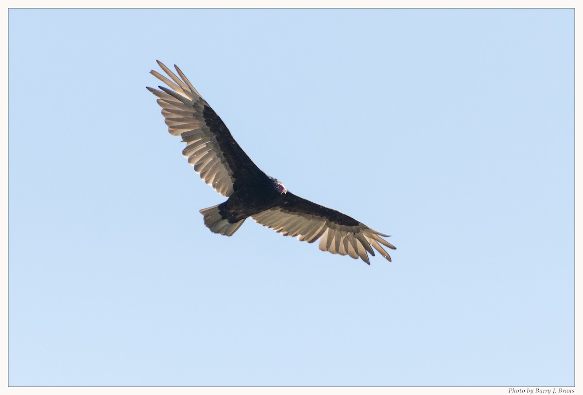 Turkey Vulture - ML348108941