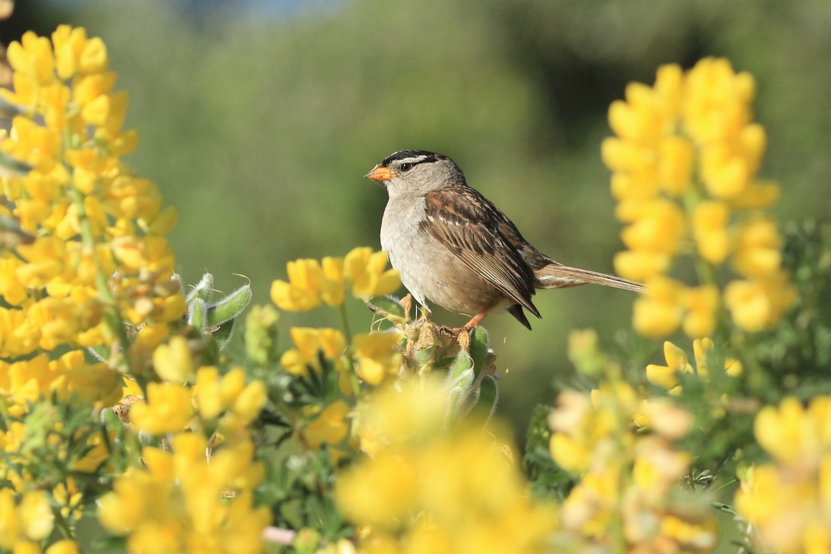 White-crowned Sparrow - ML348112931