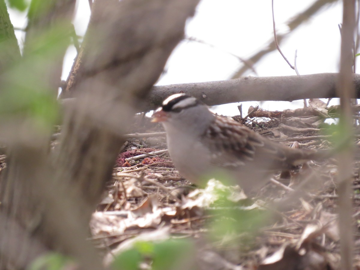 White-crowned Sparrow - ML348120801