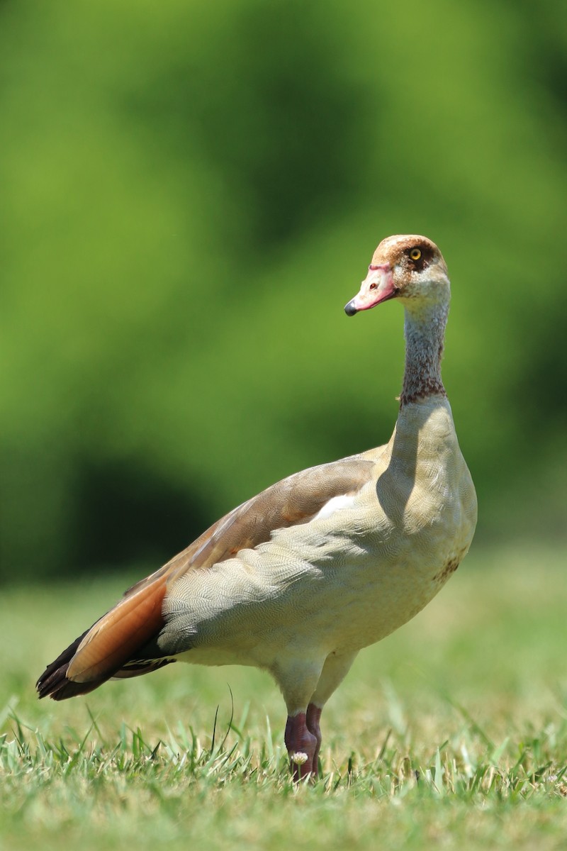 eBird Checklist 15 Jun 2021 Botetourt Center at Greenfield 37 species