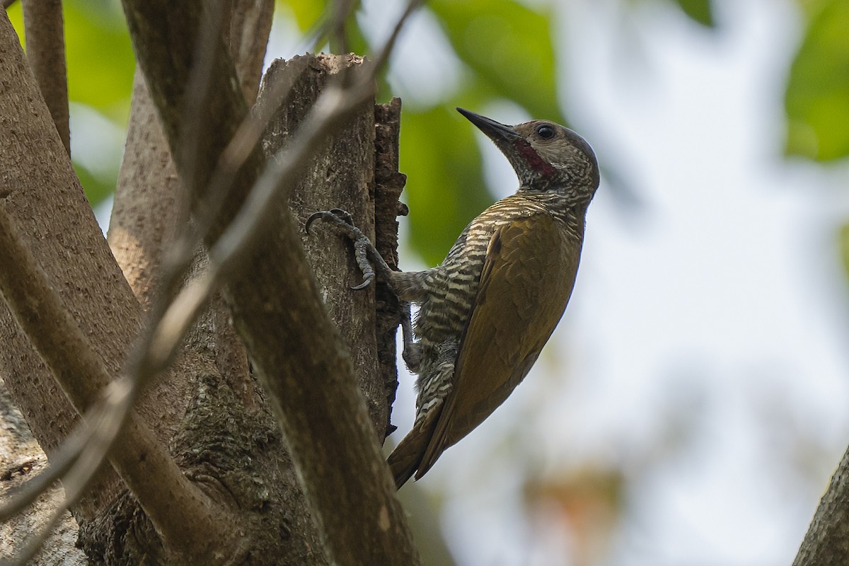 Gray-crowned Woodpecker - Guillermo  Saborío Vega