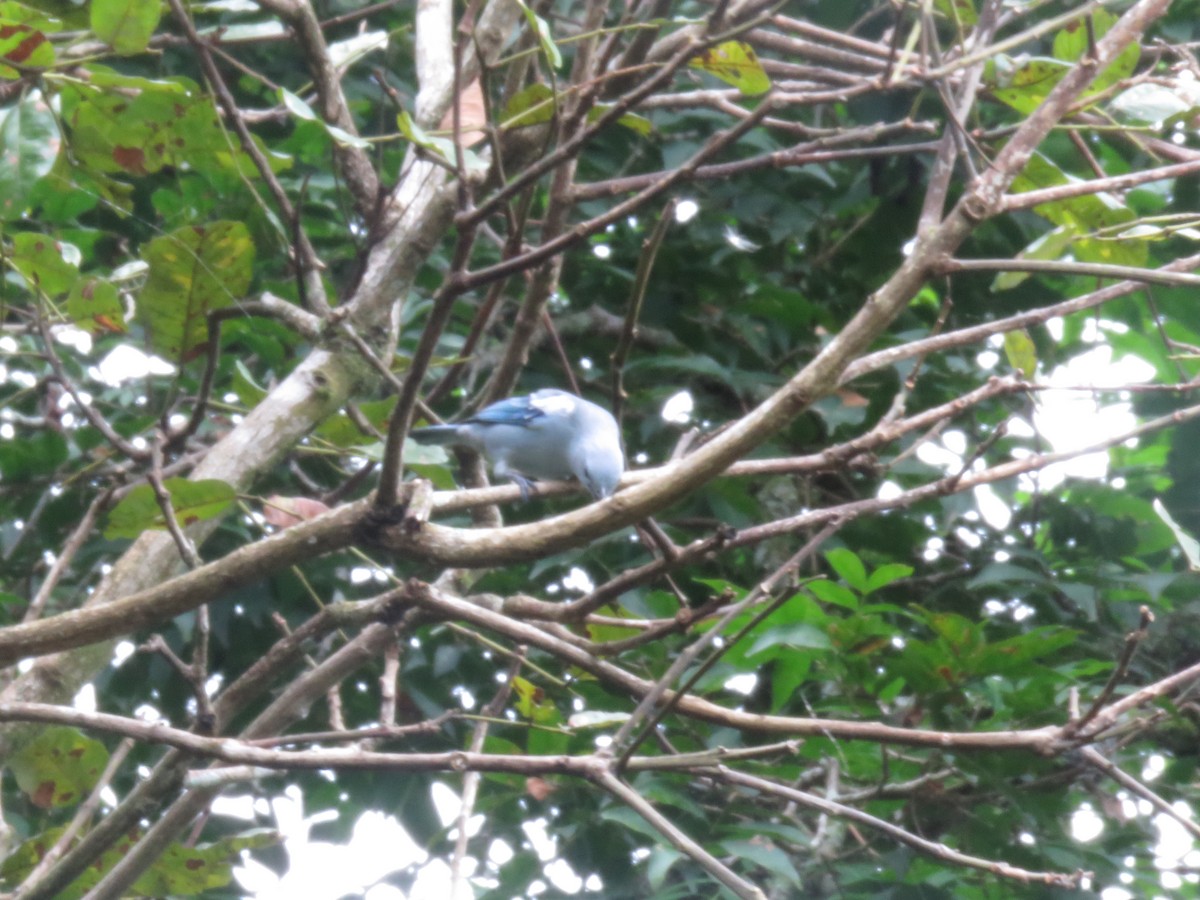 Blue-gray Tanager - ML348129631