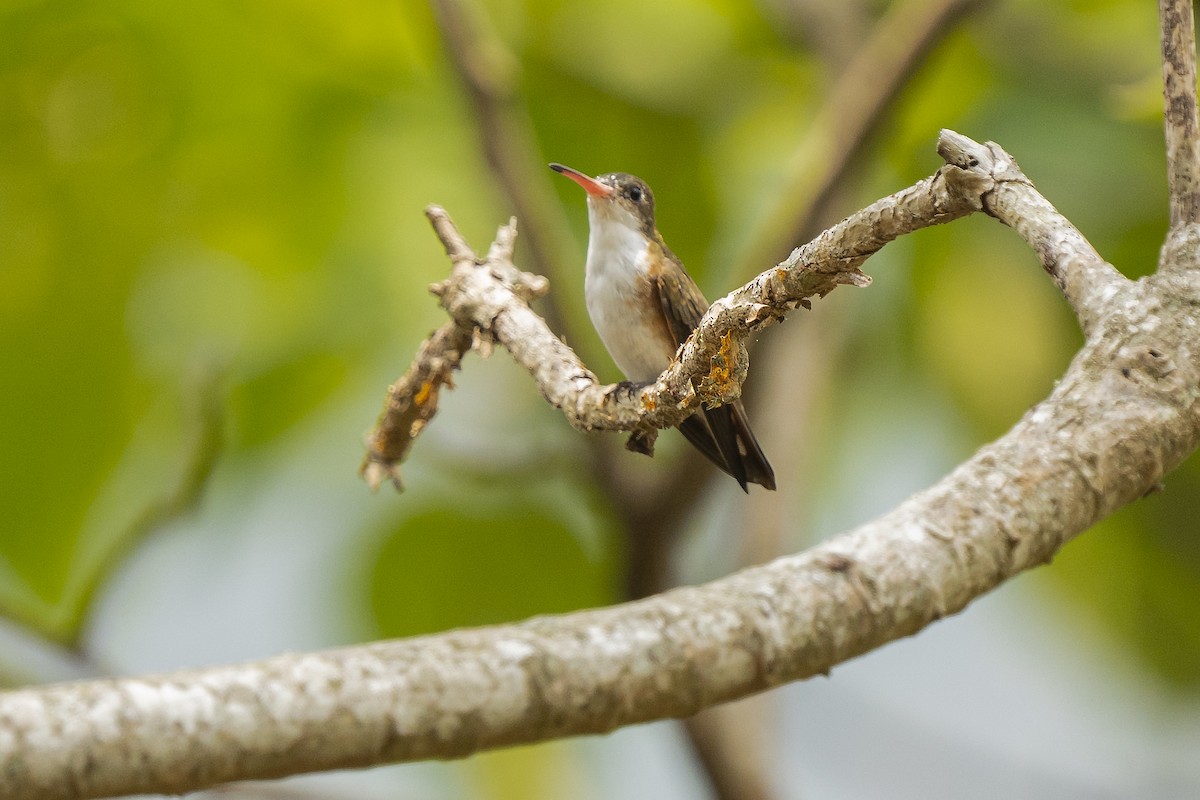 Green-fronted Hummingbird (Cinnamon-sided) - Guillermo  Saborío Vega