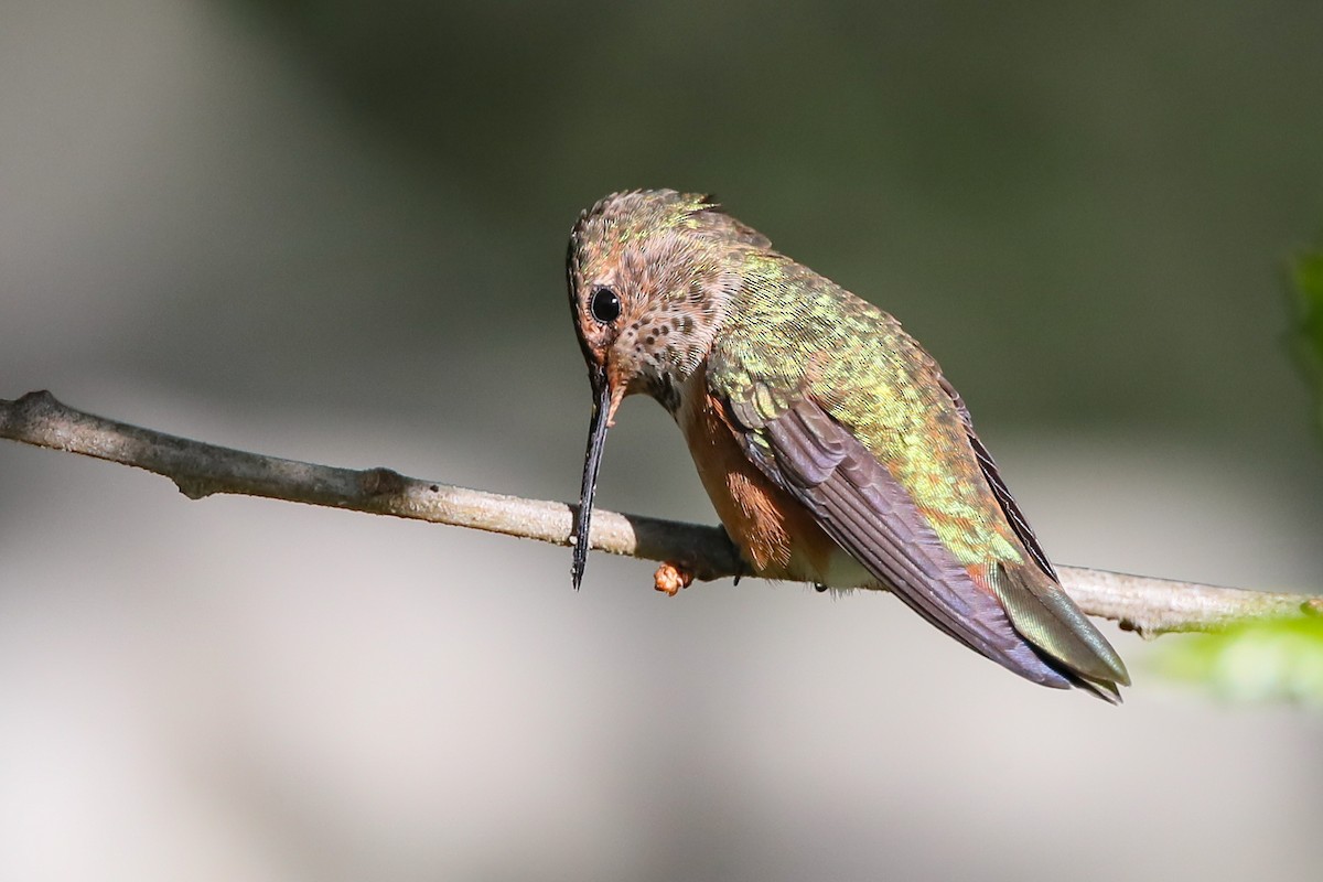 Rufous/Allen's Hummingbird - ML348134981