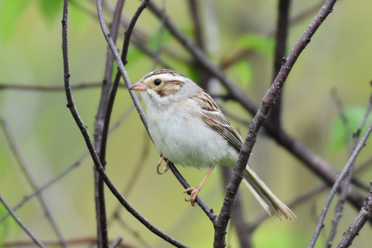 Clay-colored Sparrow - ML348135121
