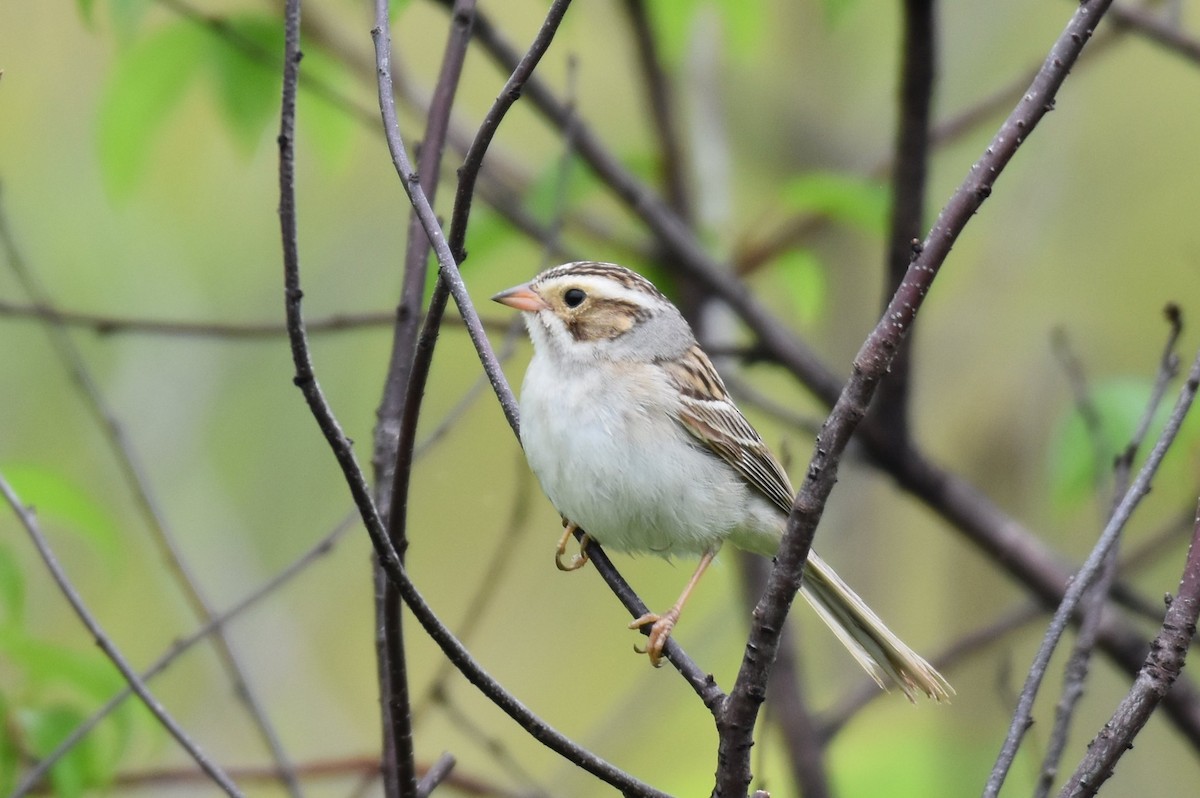 Clay-colored Sparrow - ML348135131