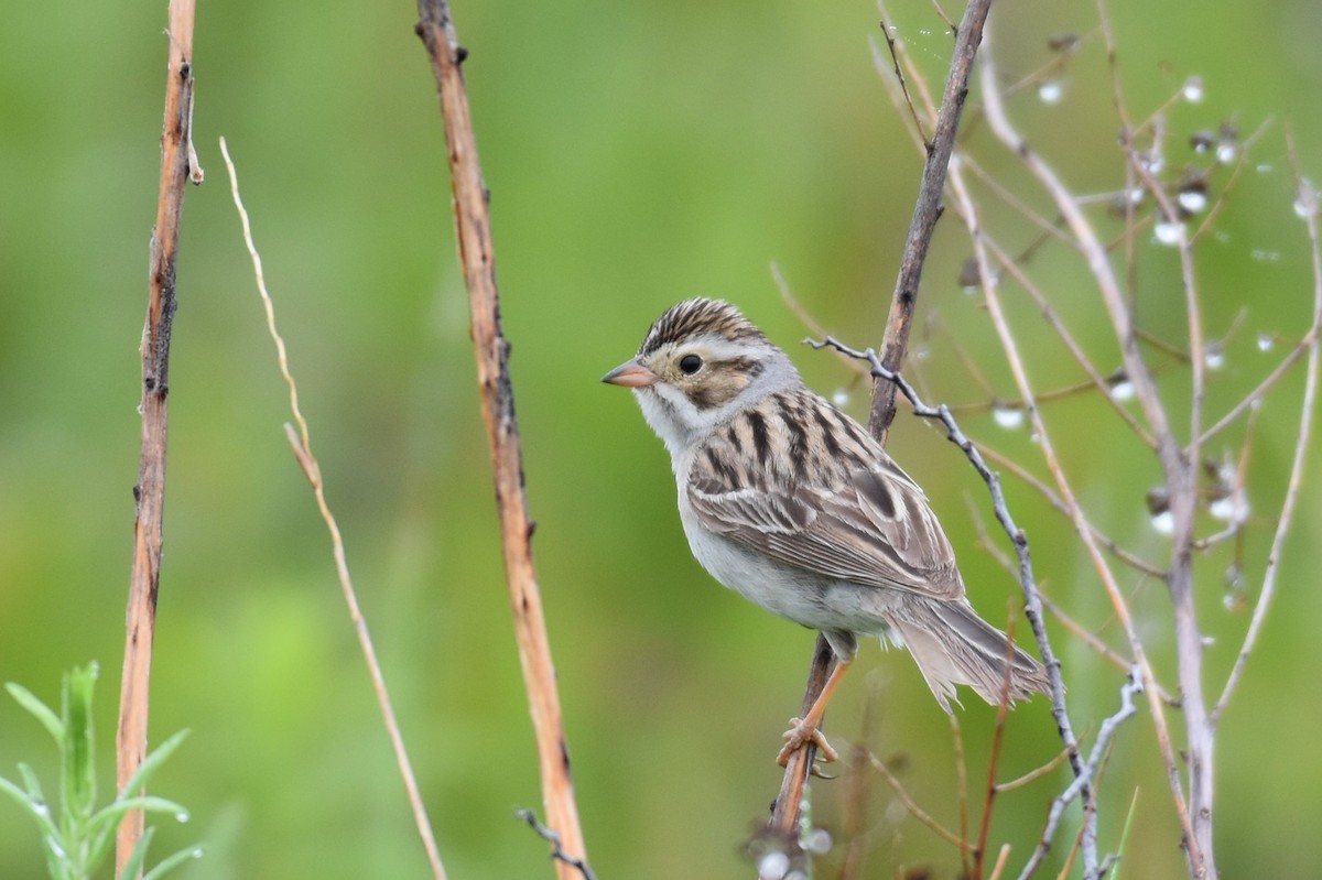Clay-colored Sparrow - ML348135221