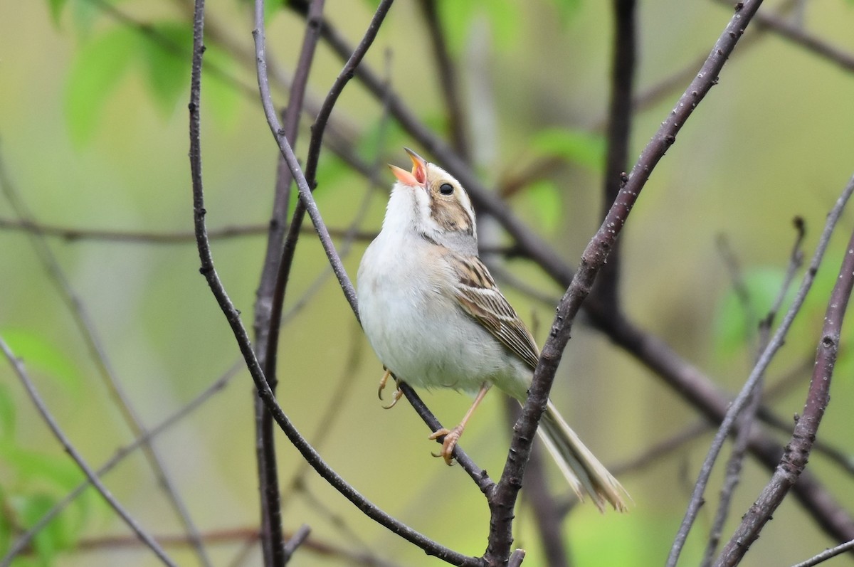 Clay-colored Sparrow - ML348135231