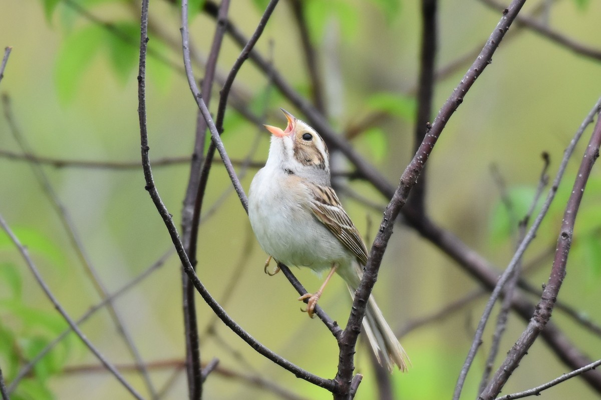 Clay-colored Sparrow - ML348135241