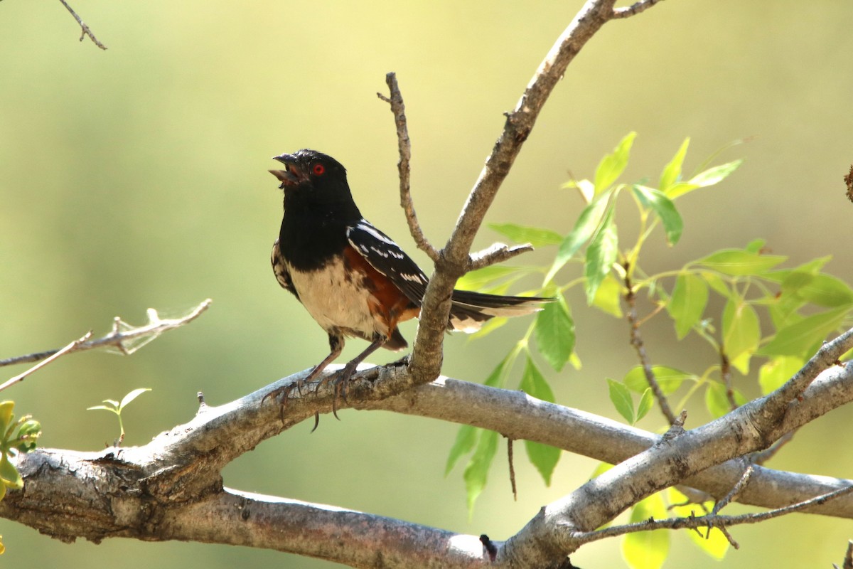 Spotted Towhee - Andrew E and Rebecca A Steinmann