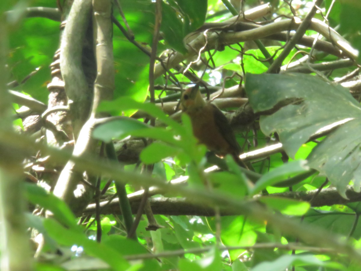 Silver-beaked Tanager - ML348136471