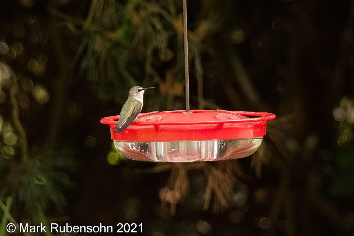 Costa's Hummingbird - ML348143501