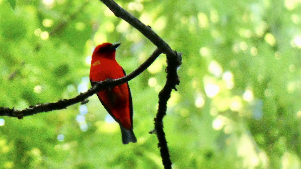 Scarlet Tanager - ML348145531