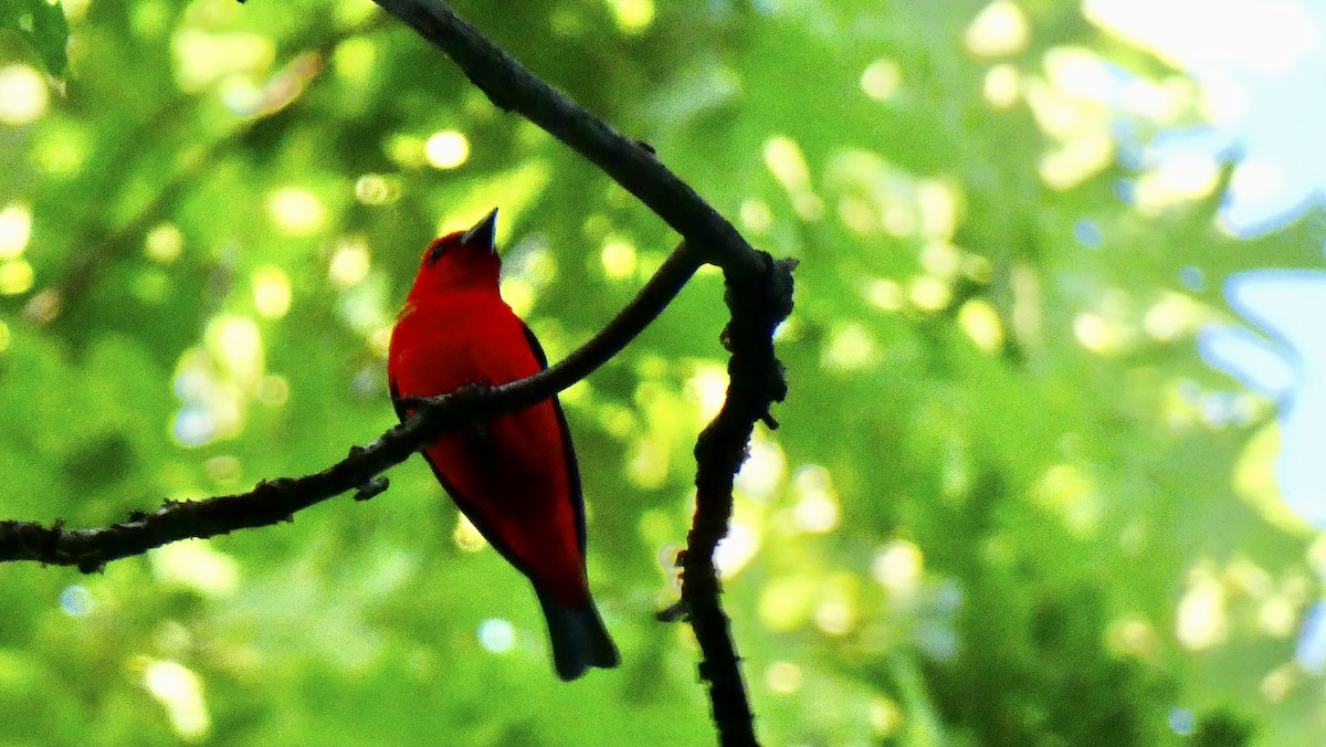 Scarlet Tanager - ML348145541