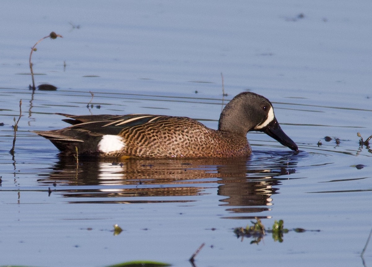 Blue-winged Teal - ML348152051