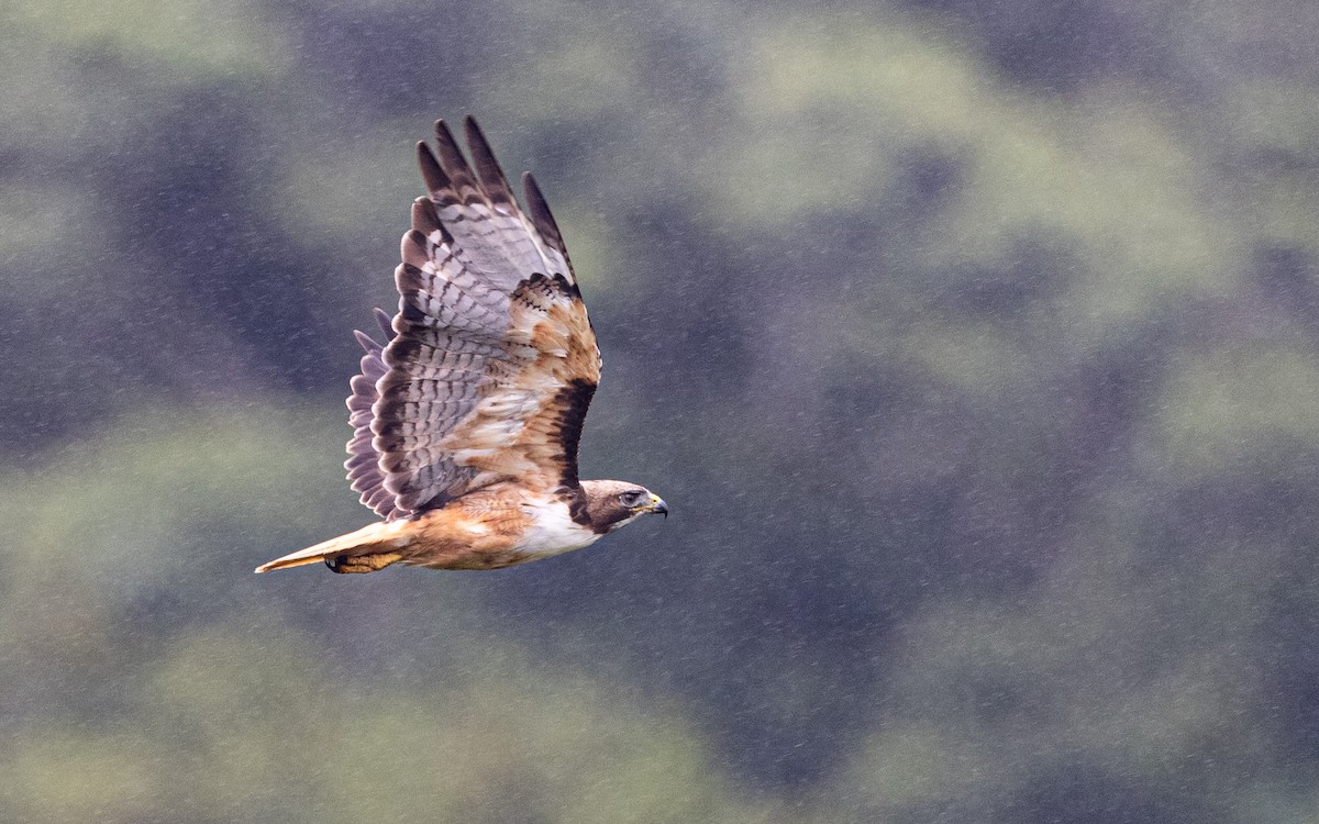 Red-tailed Hawk (costaricensis) - ML348153571