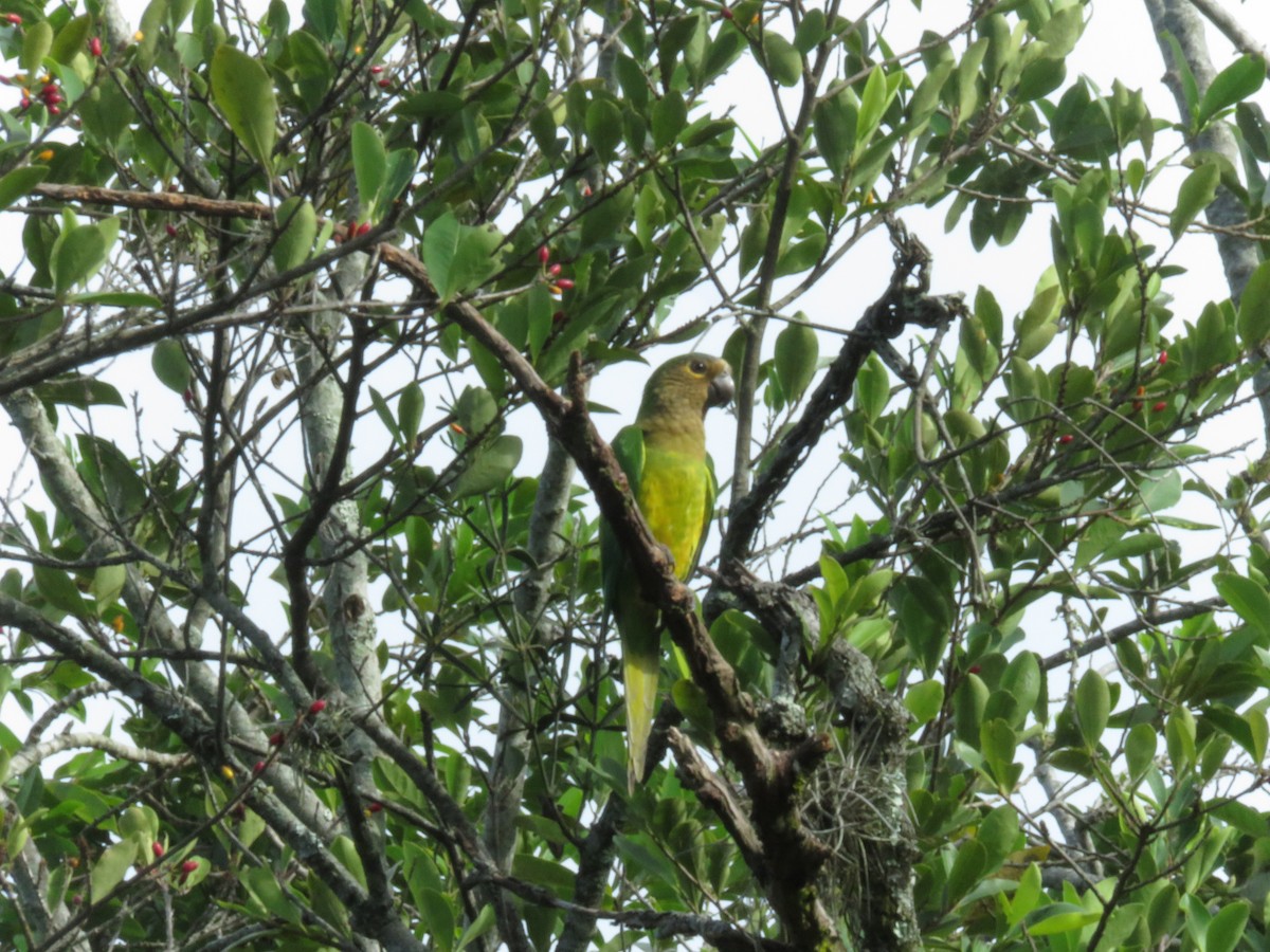Brown-throated Parakeet - ML348157571