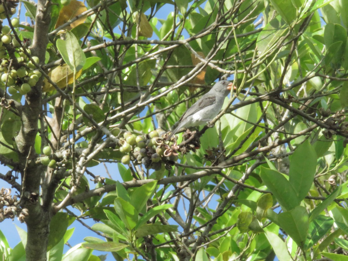 Gray Seedeater - ML348157631