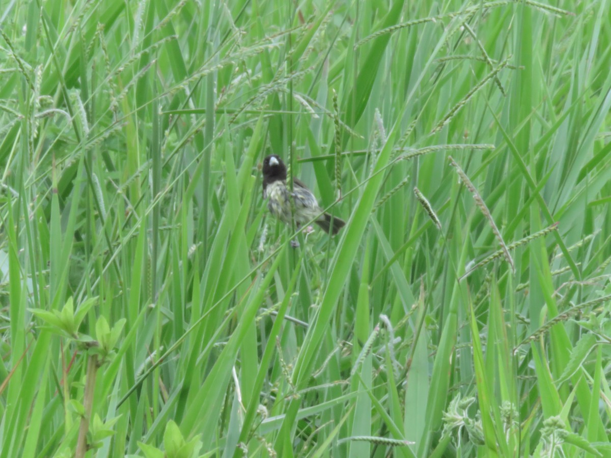Yellow-bellied Seedeater - ML348157661