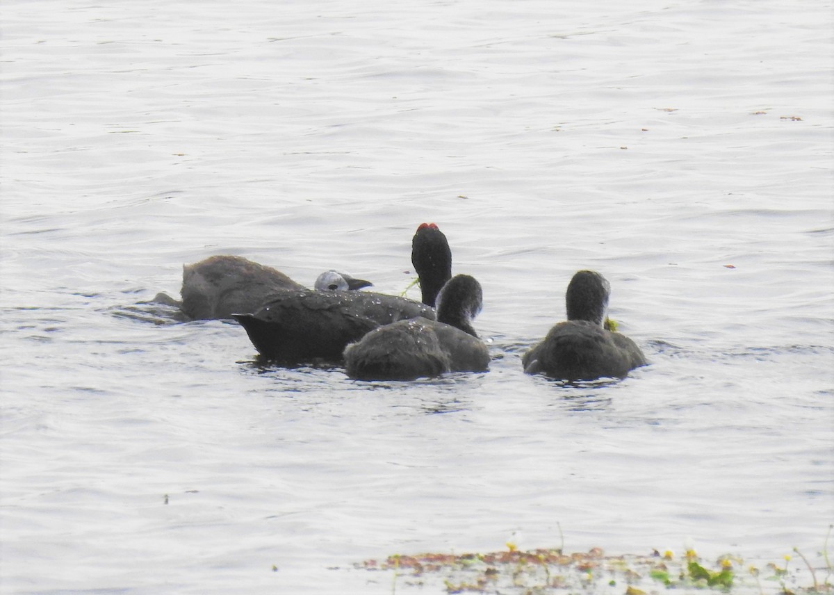 Red-knobbed Coot - ML348167461