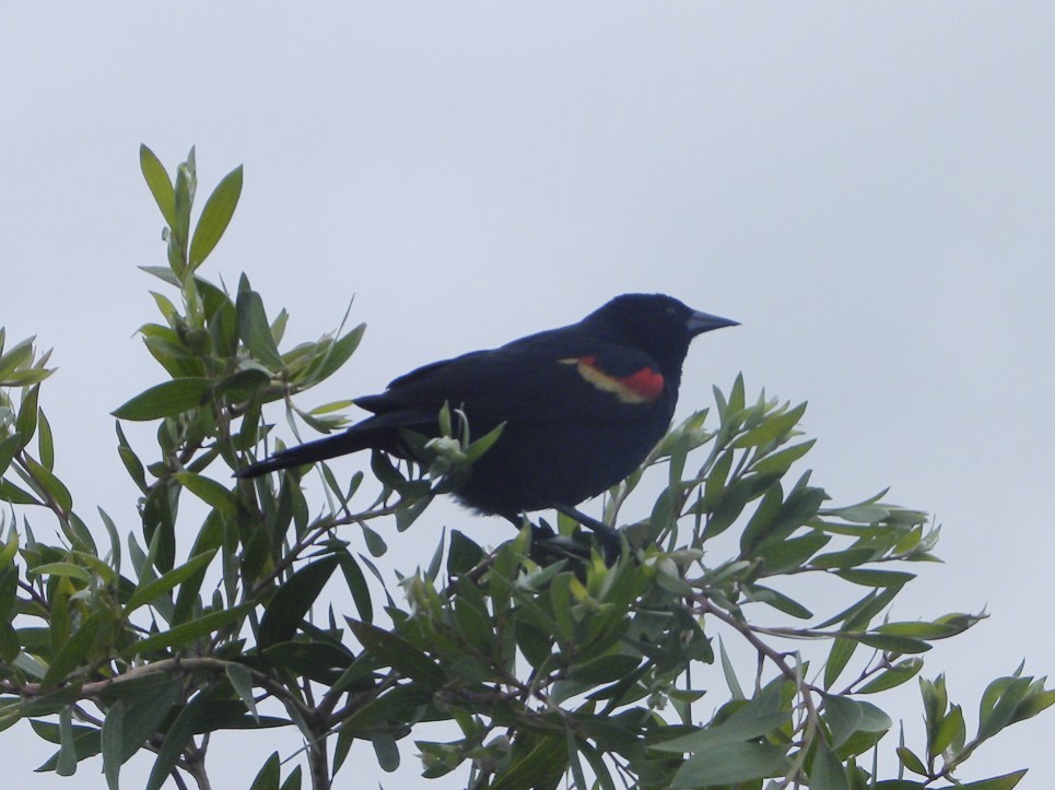 Red-winged Blackbird - David Marjamaa