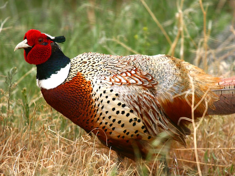 Ring-necked Pheasant - ML34816931