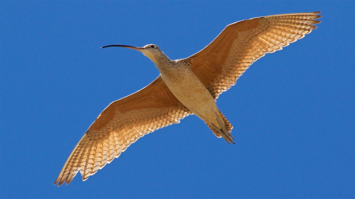 Long-billed Curlew - ML348176981