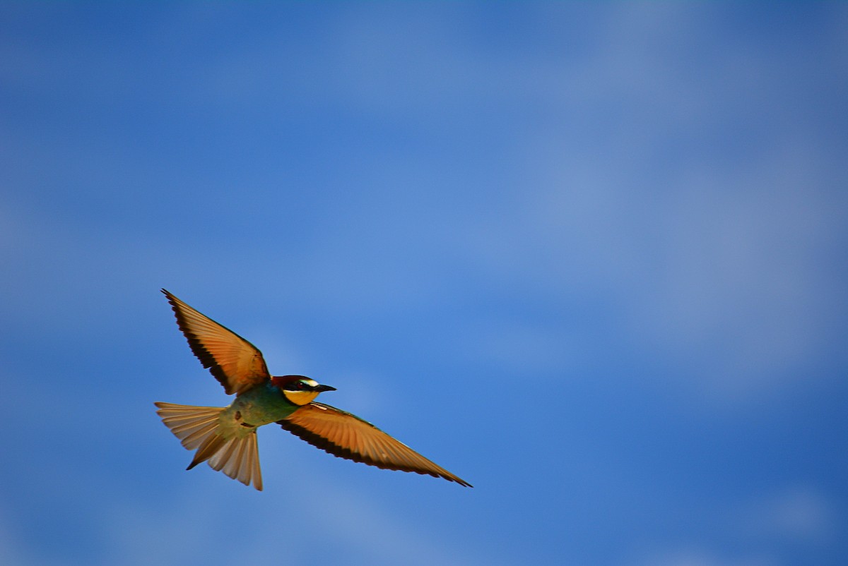 European Bee-eater - ML348178111