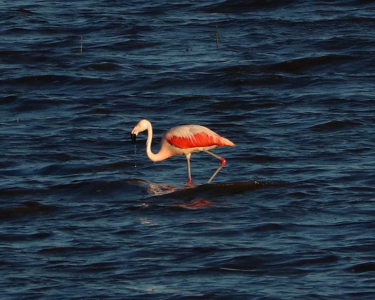 Chilean Flamingo - ML348180811