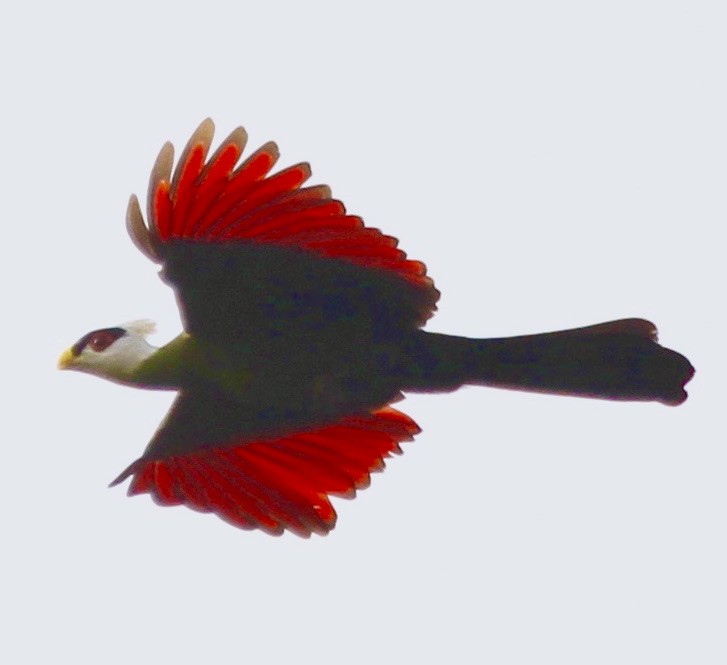 White-crested Turaco - ML348180831