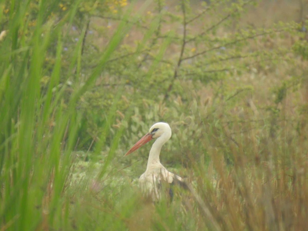 White Stork - ML348181621