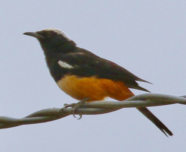 White-crowned Robin-Chat - ML348181771