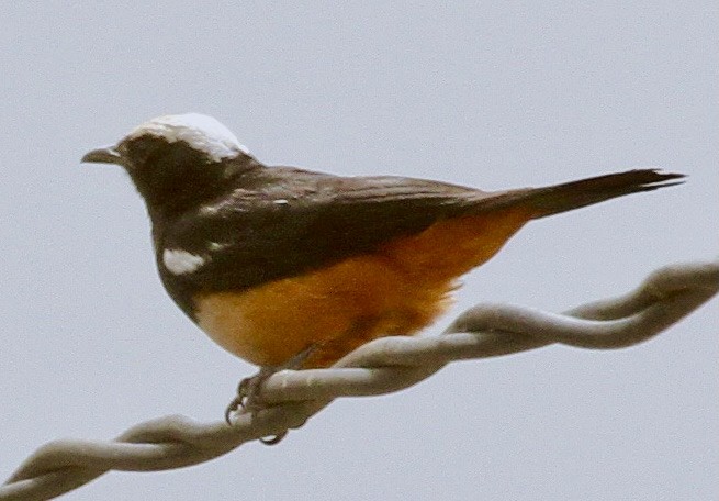 White-crowned Robin-Chat - Connie Lintz