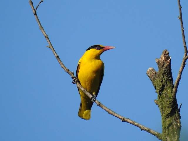 Black-naped Oriole - eBird